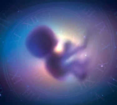 胎児のイメージ