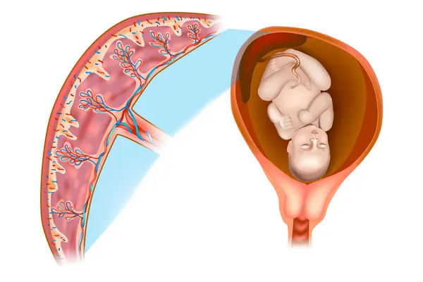 胎盤の構造