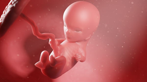 妊娠11週の胎児の様子