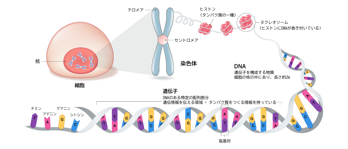 染色体とDNA