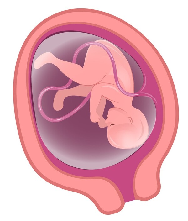 妊娠7ヶ月の胎児の様子
