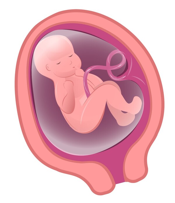 妊娠6ヶ月の胎児の様子