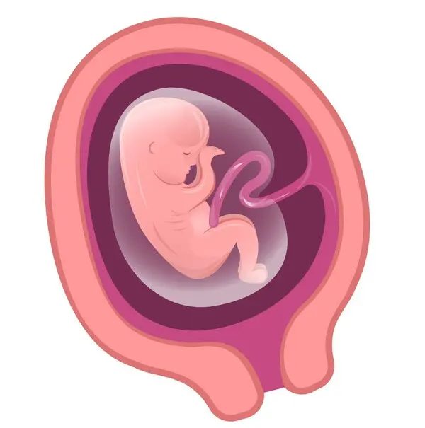 妊娠3ヶ月の胎児の様子