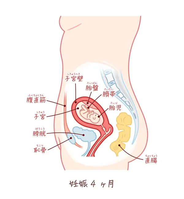 胎児の成長（妊娠3ヶ月）のイラスト、妊婦のお腹