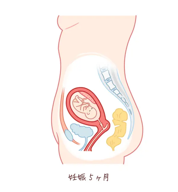 胎児の成長（妊娠5ヶ月）のイラスト、妊婦のお腹