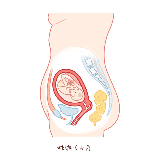 胎児の成長（妊娠6ヶ月）のイラスト、妊婦のお腹