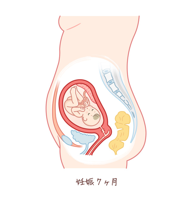 胎児の成長（妊娠7ヶ月）のイラスト、妊婦のお腹