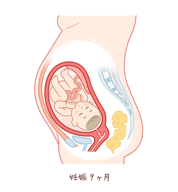 胎児の成長（妊娠9ヶ月）のイラスト、妊婦のお腹