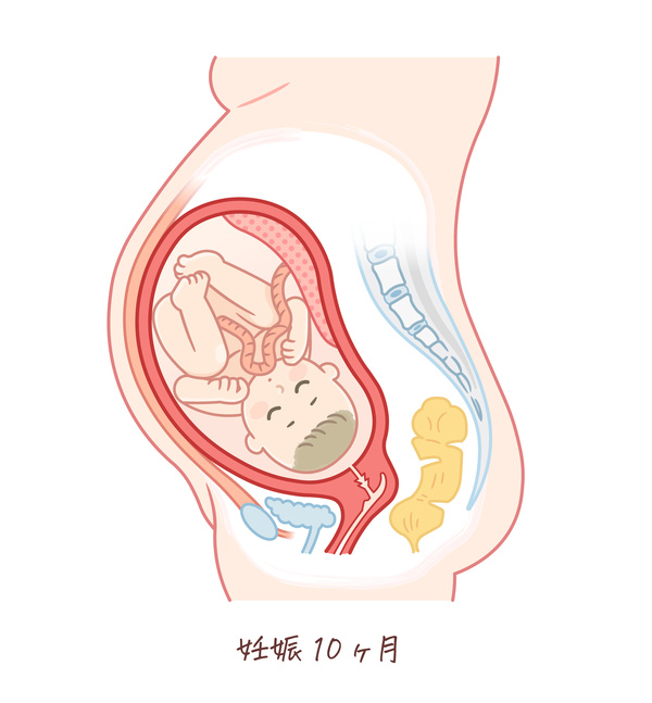 胎児の成長（妊娠10ヶ月）のイラスト、妊婦のお腹