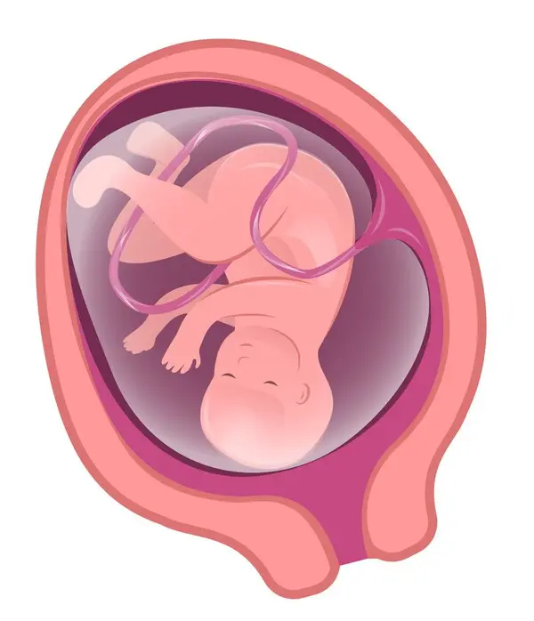 妊娠8ヶ月の胎児の様子