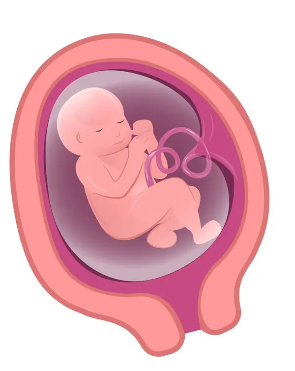 妊娠5ヶ月の胎児の様子