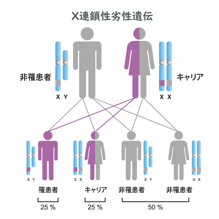 X連鎖性劣性遺伝形式