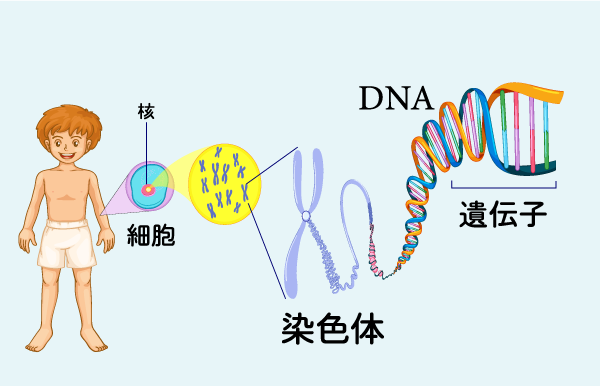 染色体と遺伝子とDNAの関係
