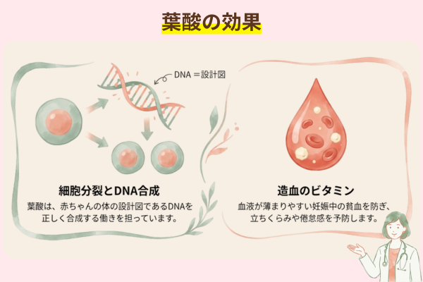 葉酸の効果