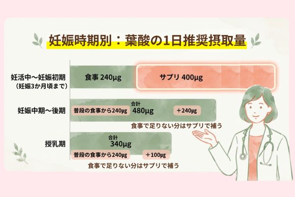 妊娠時期別：葉酸の1日推奨摂取量